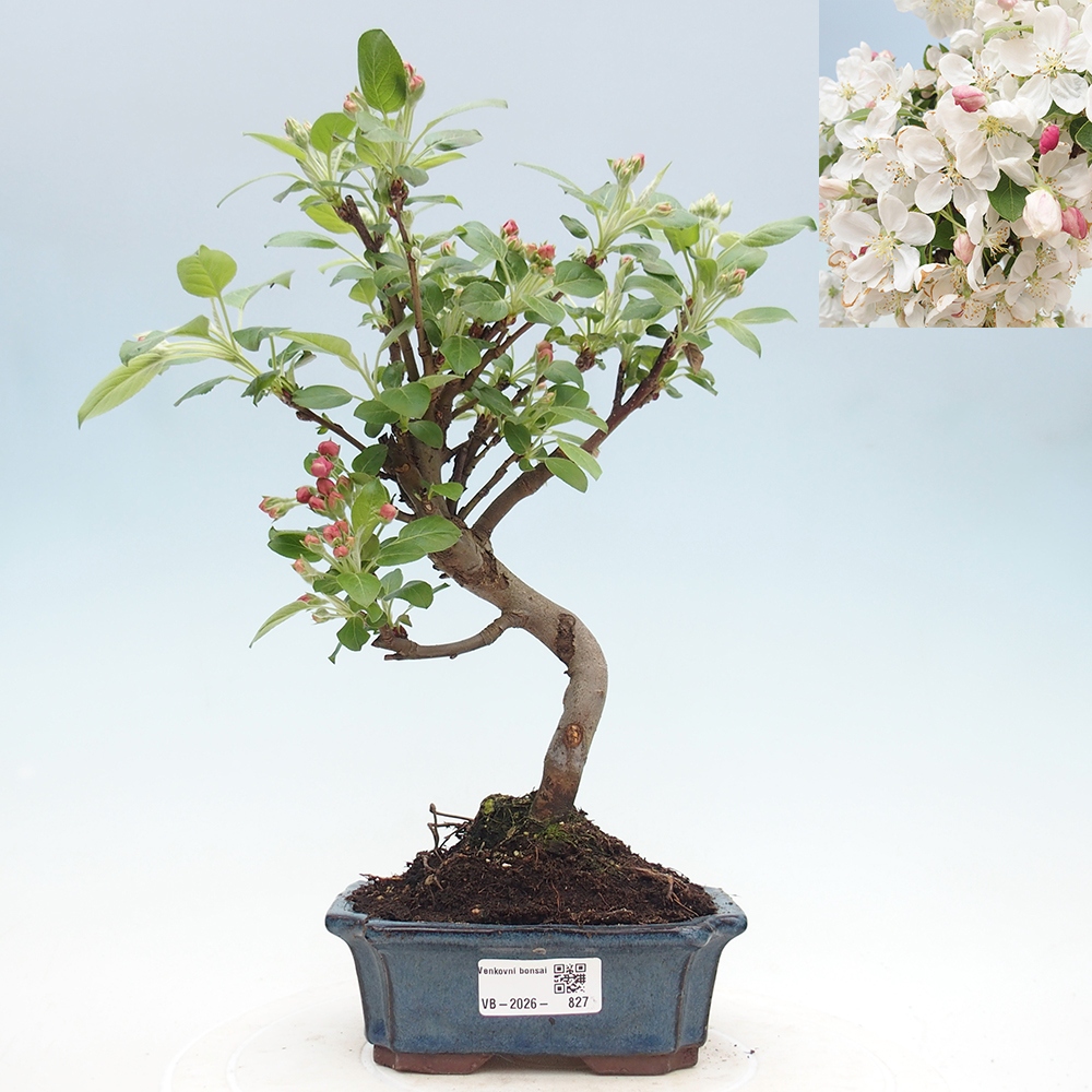Kültéri bonsai -Malus halliana - Kis gyümölcsű almafa