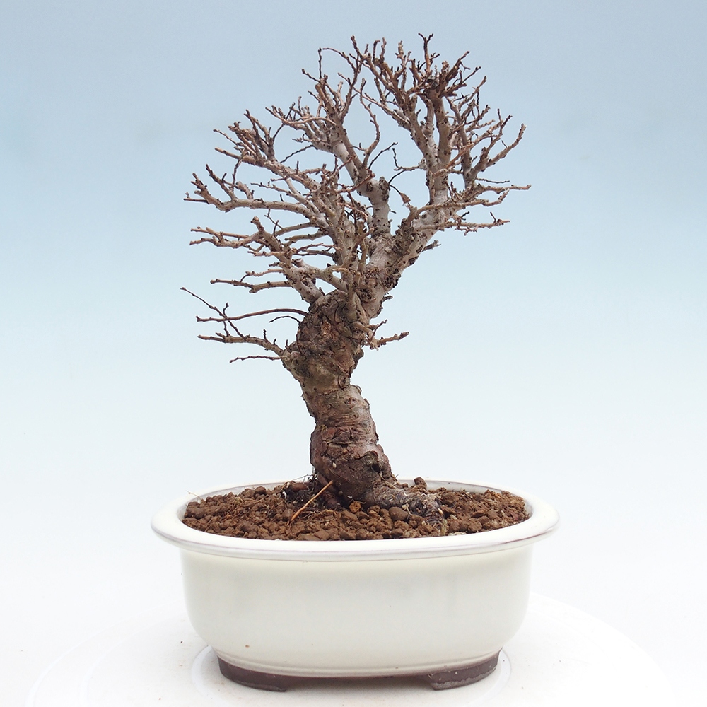 Kültéri bonsai - Zelkova - Zelkova NIRE