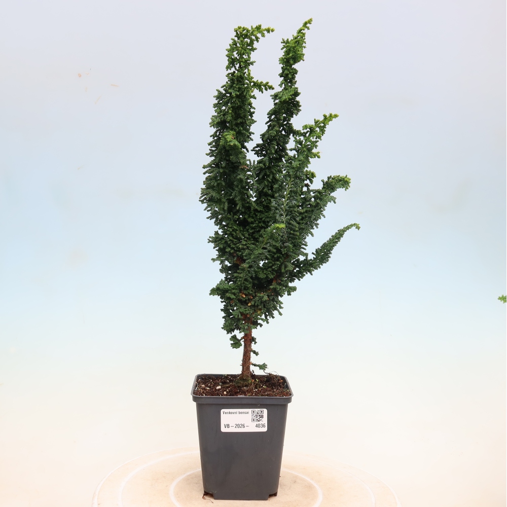 Kültéri bonsai - Cham. obtusa SEKKA HINOKI - Cifra ciprus