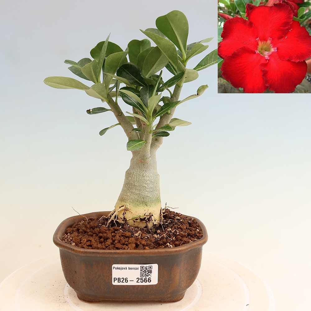 Szobabonsai – Adenium obesum Red Star – Sivatagi rózsa