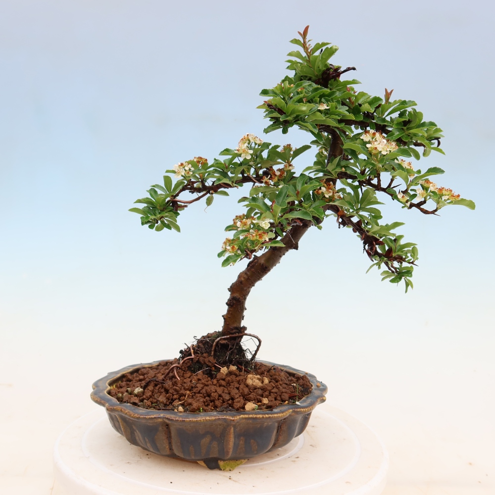 Kültéri bonsai – Pyracantha teton – Vörös tűszem
