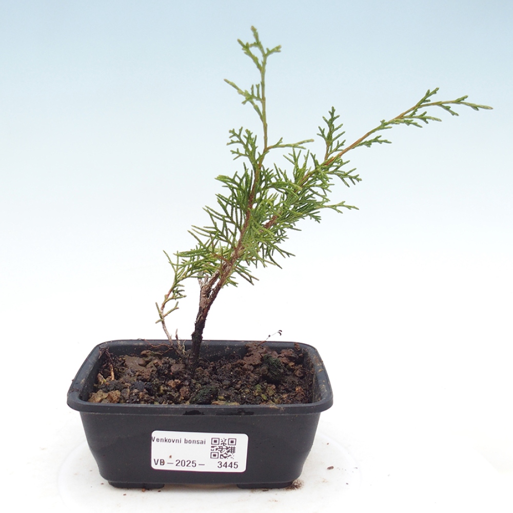 Kültéri bonsai - Juniperus chinensis Itoigawa