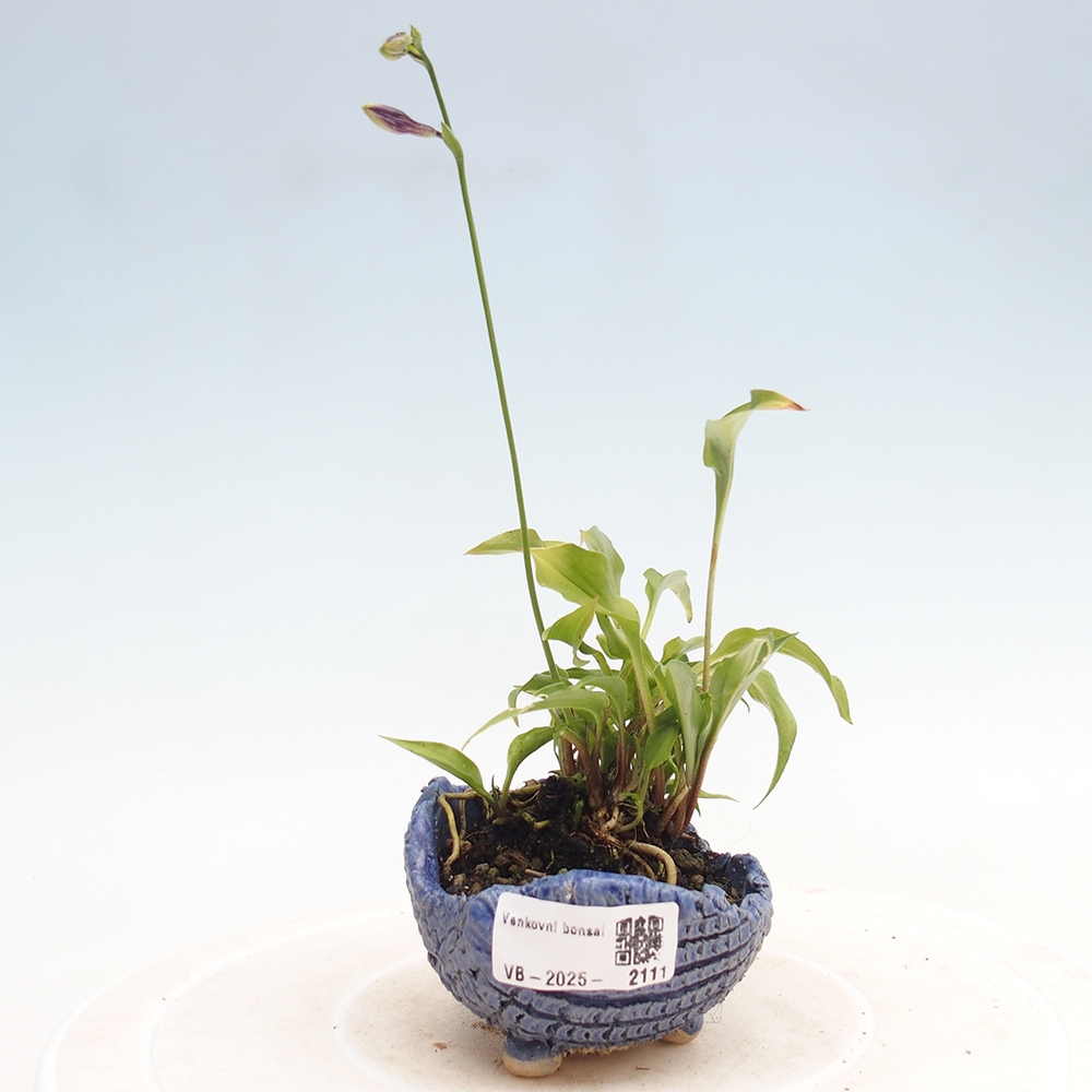 Kültéri bonsai - Mini Hosta - Bohyška