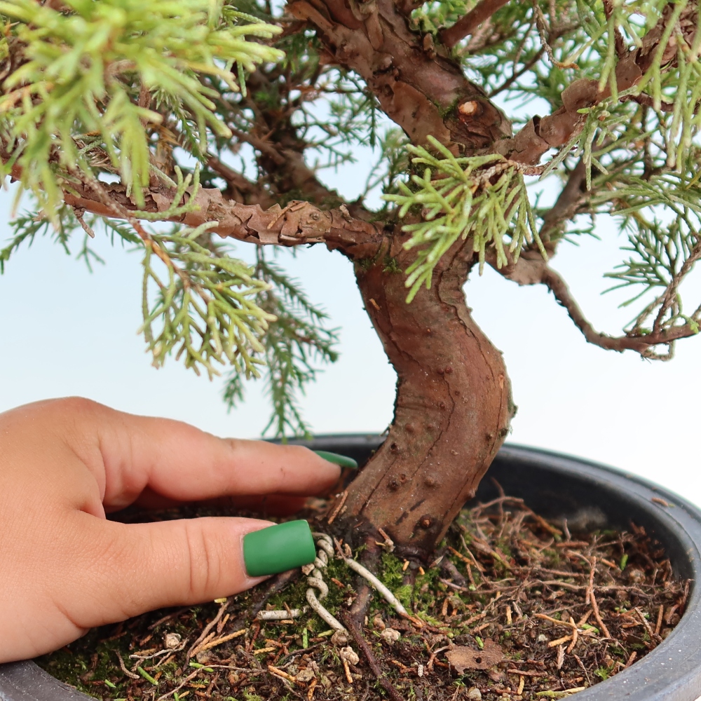 Kültéri bonsai - Juniperus chinensis Itoigawa-Juniperus chinensis