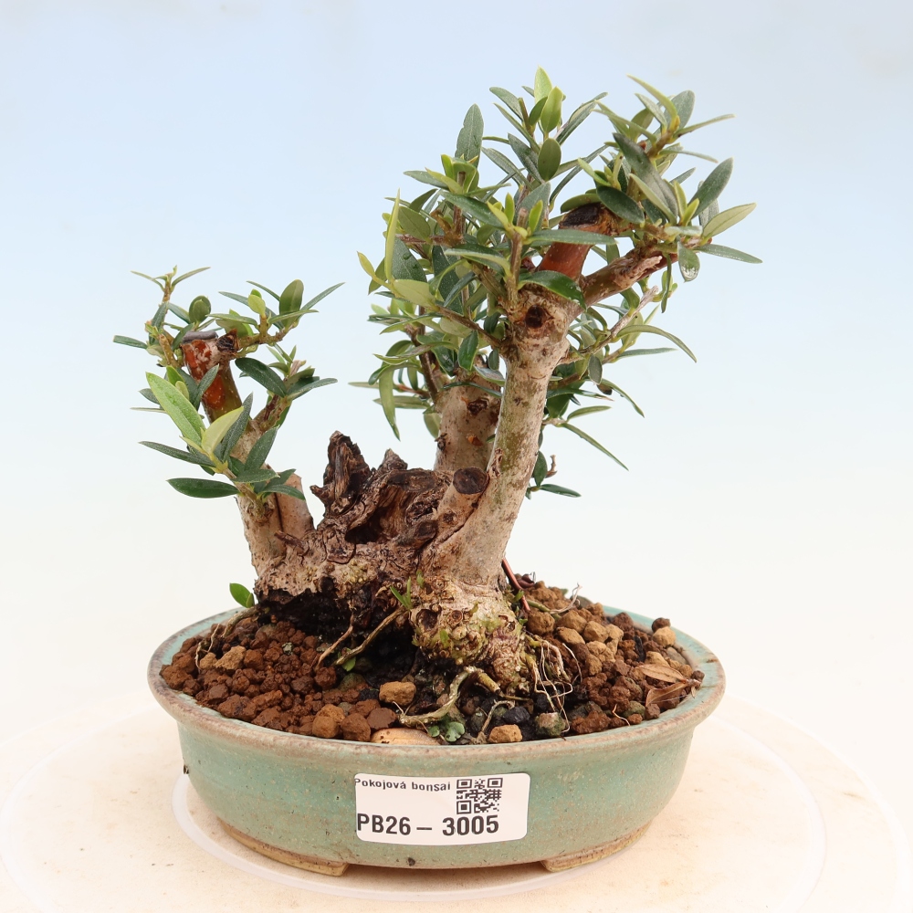 Beltéri bonsai - Olea europaea sylvestris