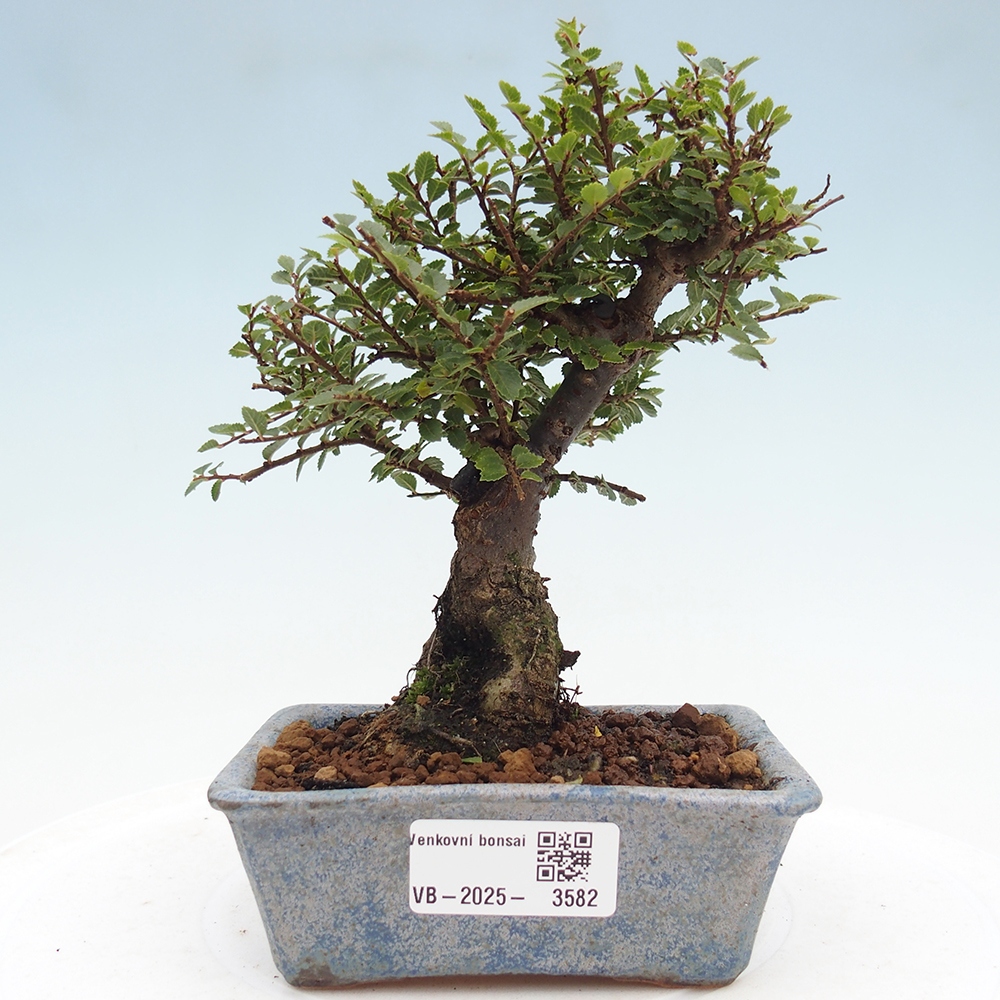 Kültéri bonsai - Ulmus parvifolia Hokkaido - Kínai szil - Ulmus parvifolia Hokkaido