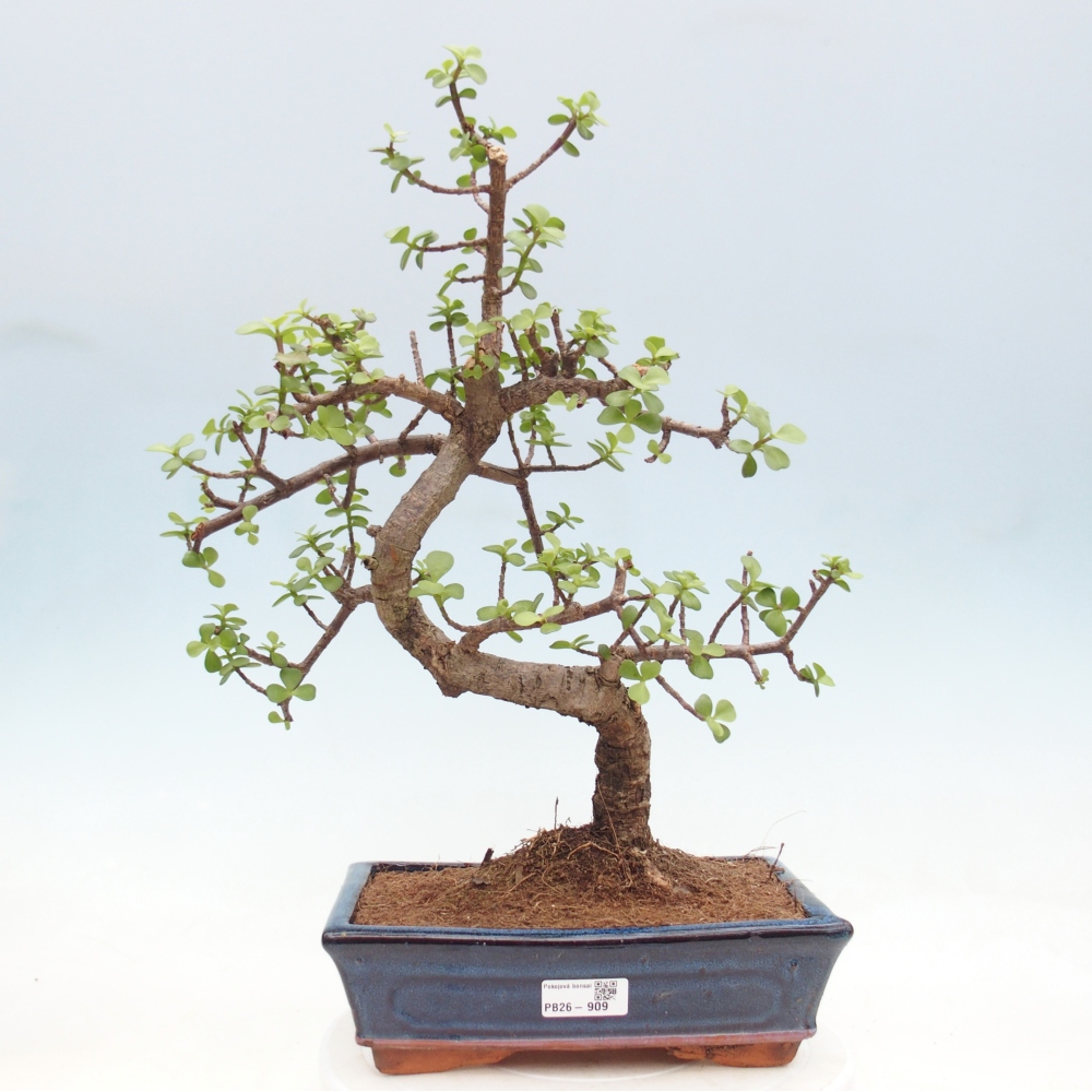 Szoba bonsai - Portulakaria Afra - Tlustice