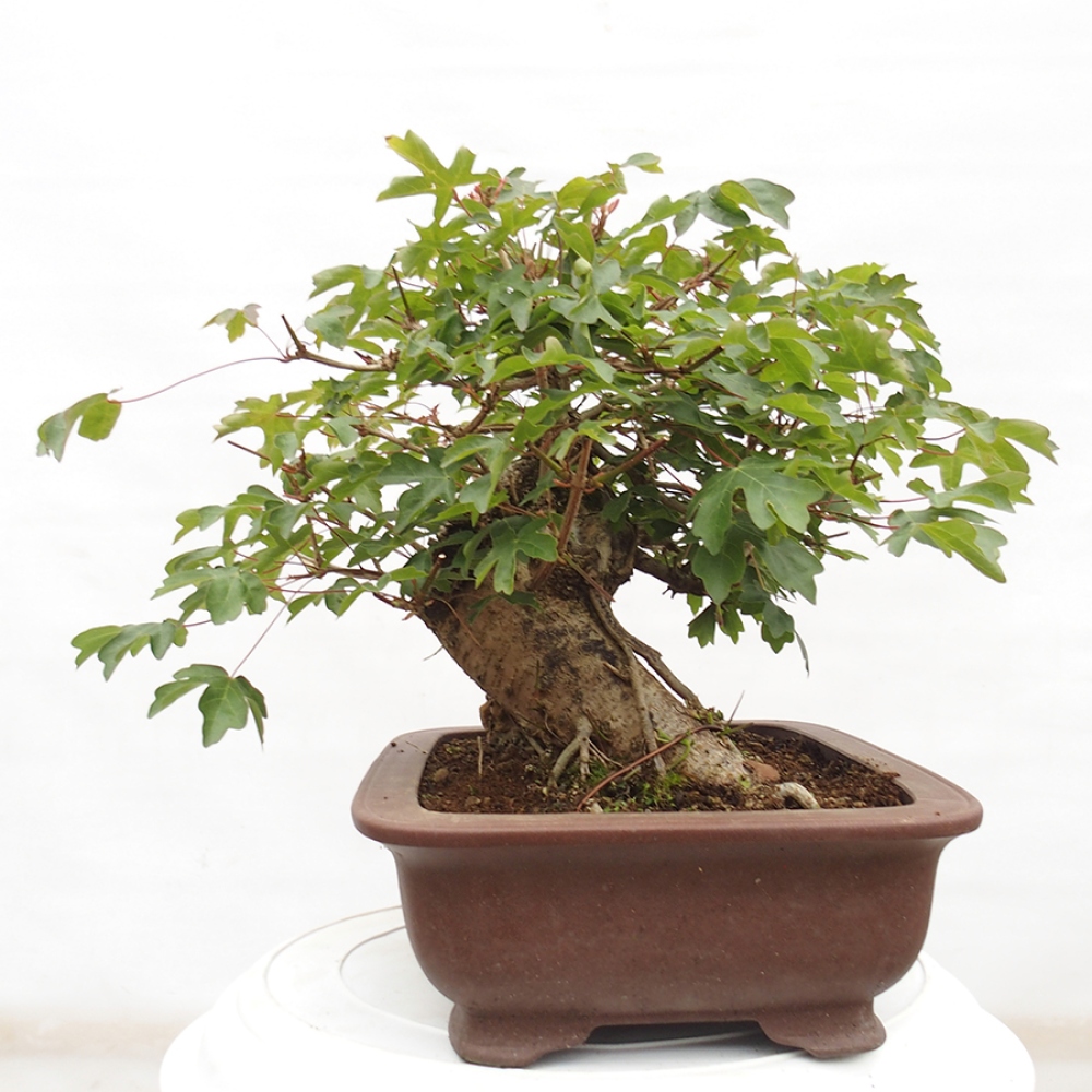 Kültéri bonsai -Javor babyka - Acer campestre