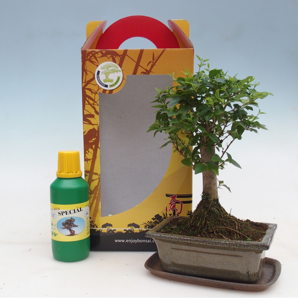 Szoba bonsai ajándékdobozban