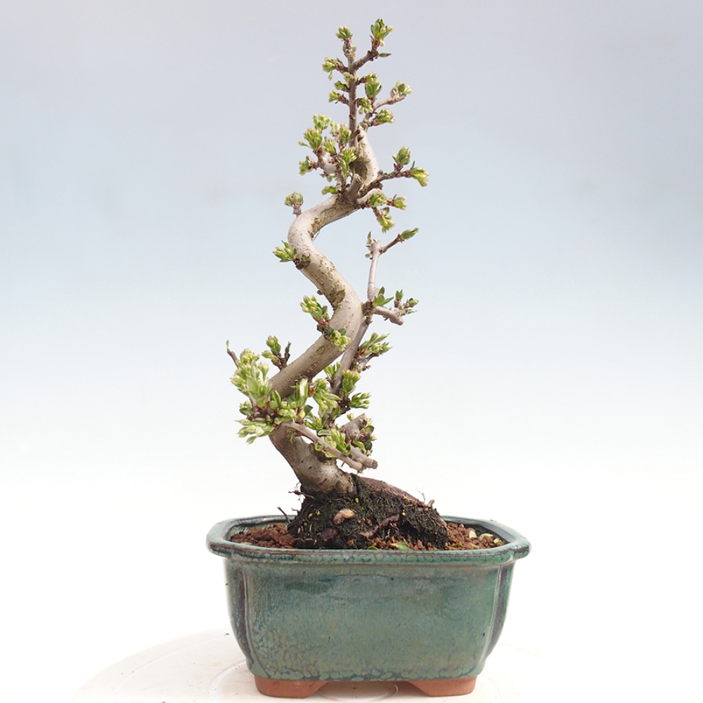 Kültéri bonsai - Malus sargentii - Kis gyümölcsű almafa