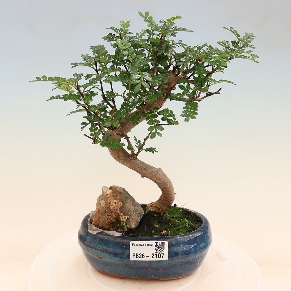 Szobai bonsai - Zantoxylum piperitum - borsfa