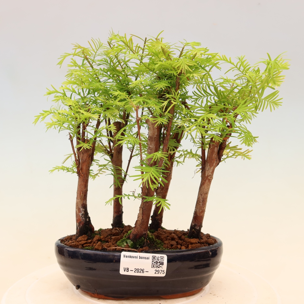 Kültéri bonsai – Metasequoia glyptostroboides – kínai metasequoia – kis erdő