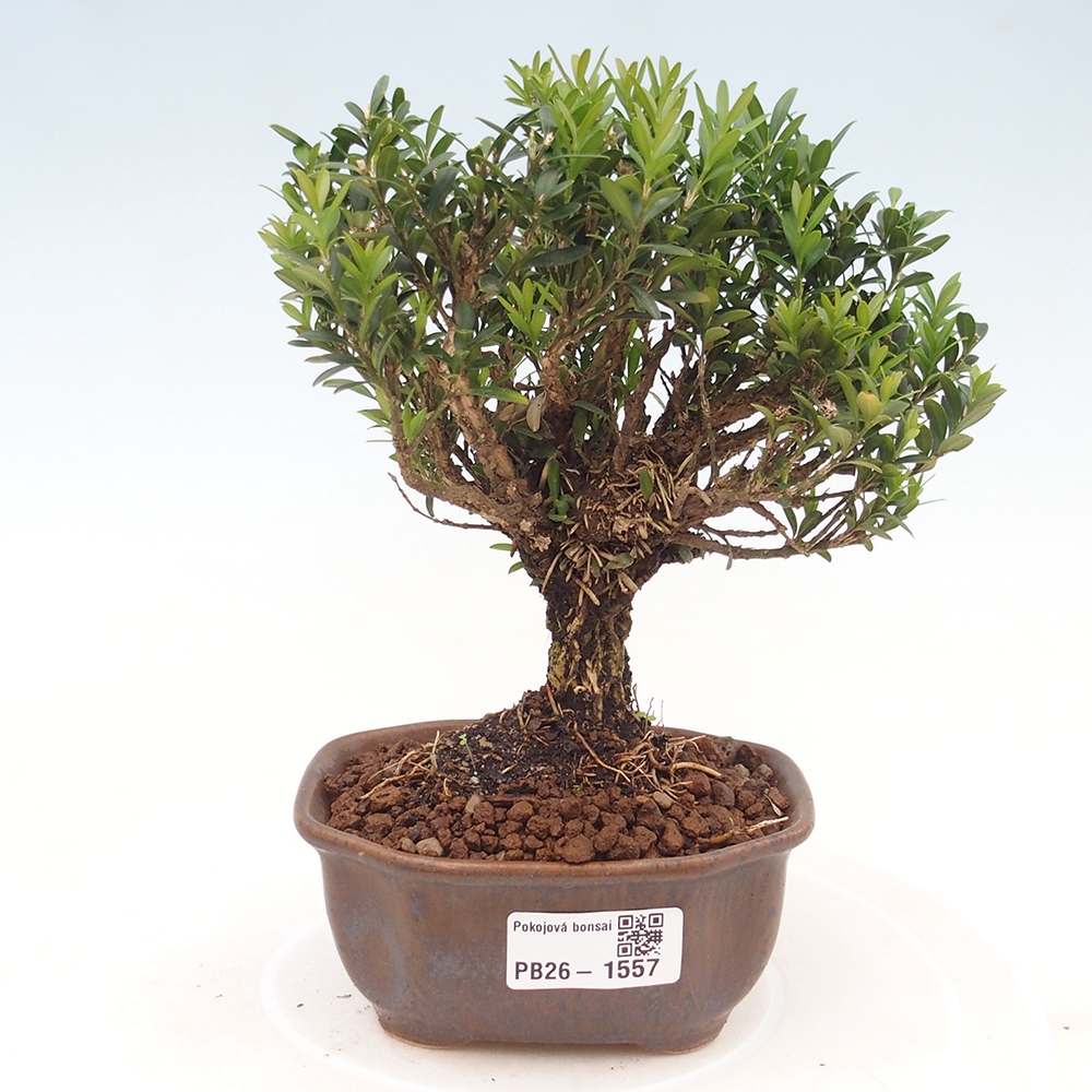Szobai bonsai - Buxus harlandii - parafa buxus