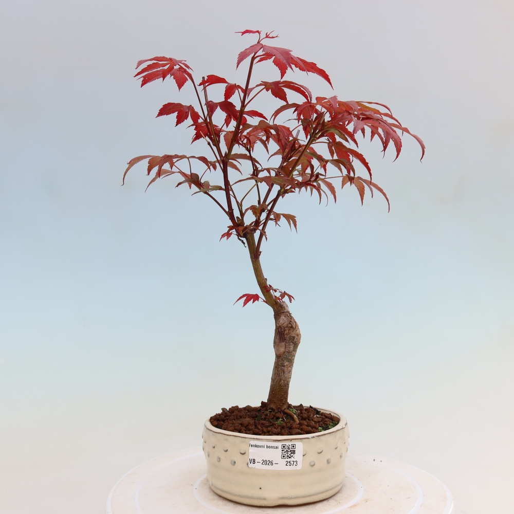Kültéri bonsai - Acer pálma. Atropurpureum-Javor palmate