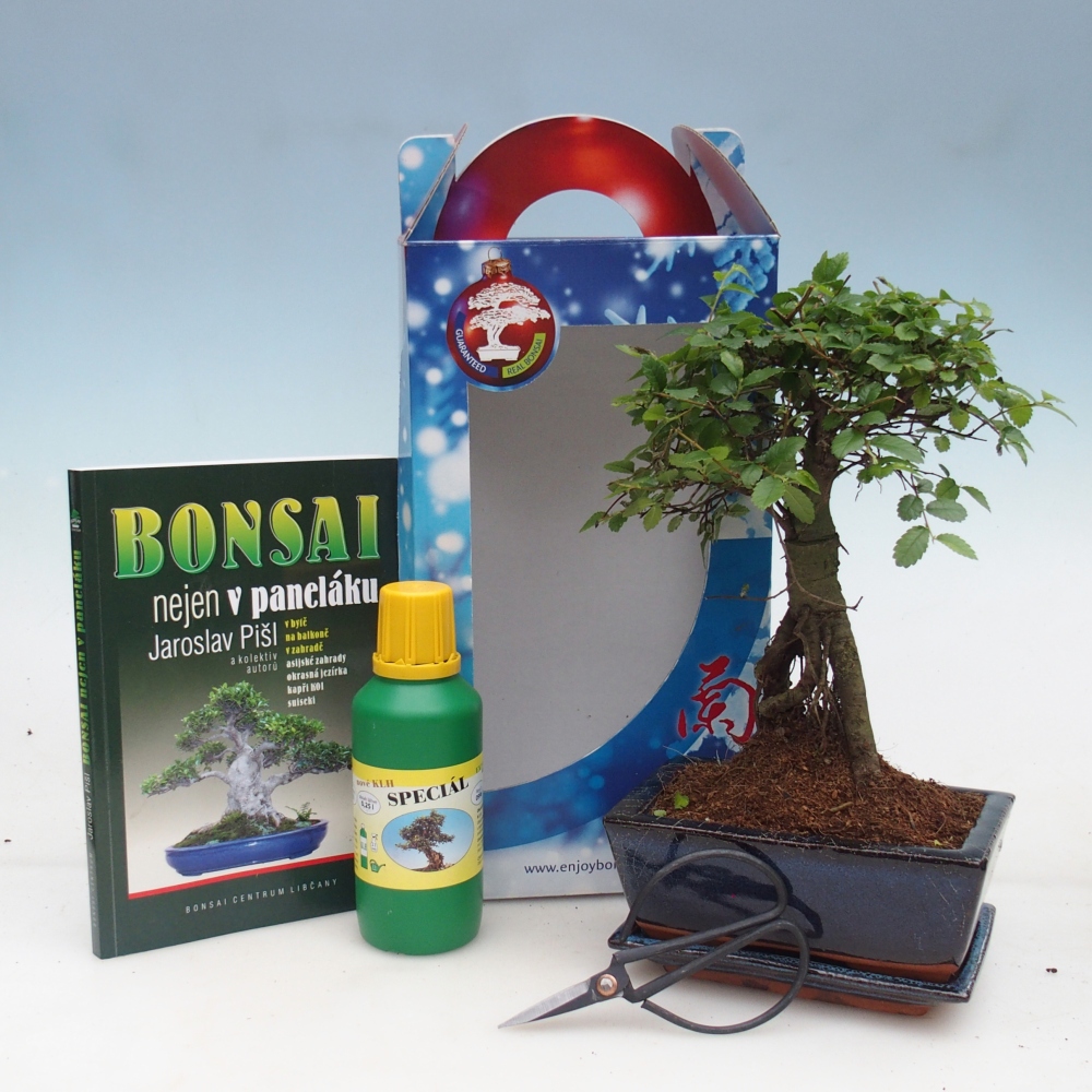 Szoba bonsai ajándékdobozban