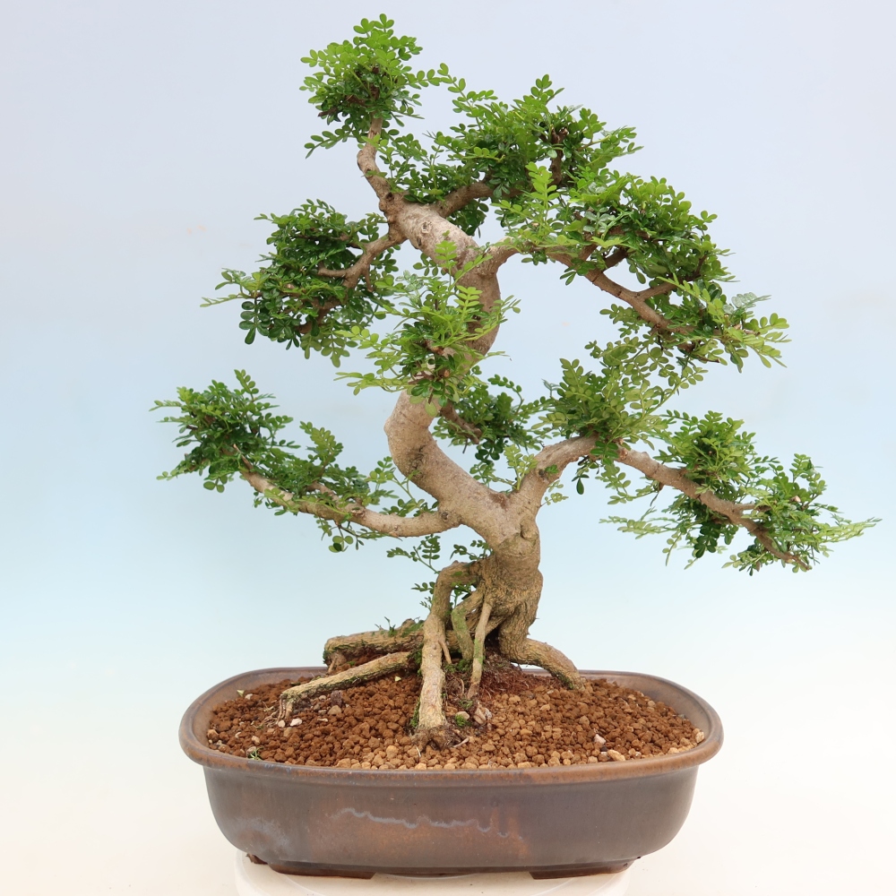 Szobai bonsai - Zantoxylum piperitum - borsfa
