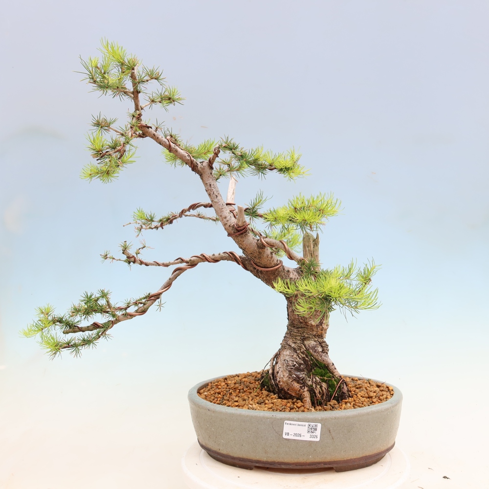 Kültéri bonsai - Larix decidua - vörösfenyő
