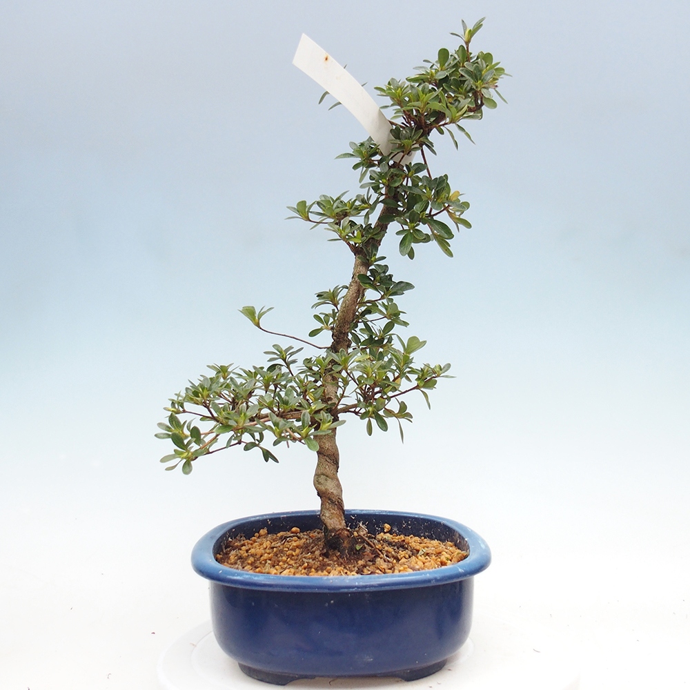 Kültéri bonsai - Japán azálea - Azálea Asahi-no-izumi