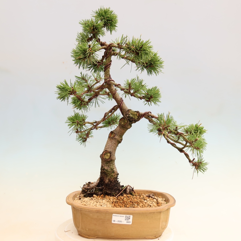 Kültéri bonsai – Pinus mugo Humpy – Törpefenyő