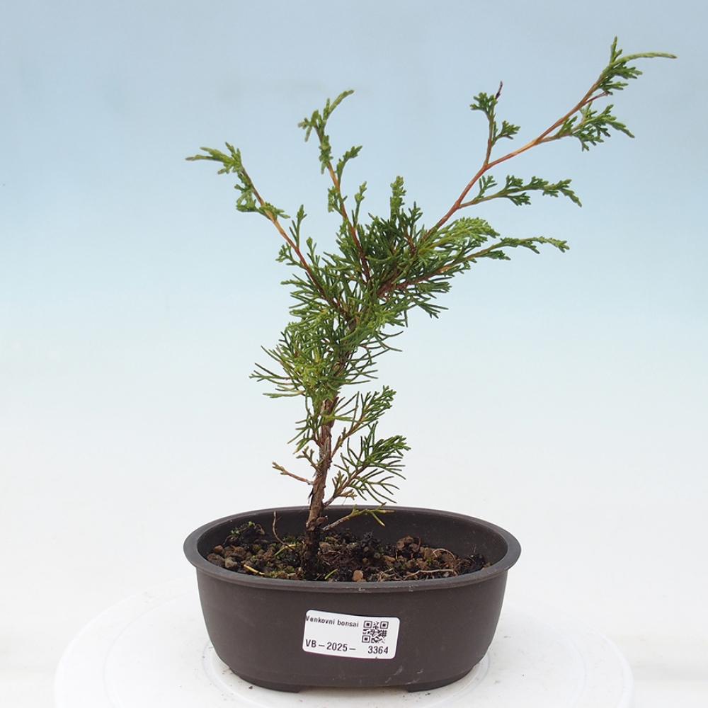 Kültéri bonsai - Juniperus chinensis Itoigawa