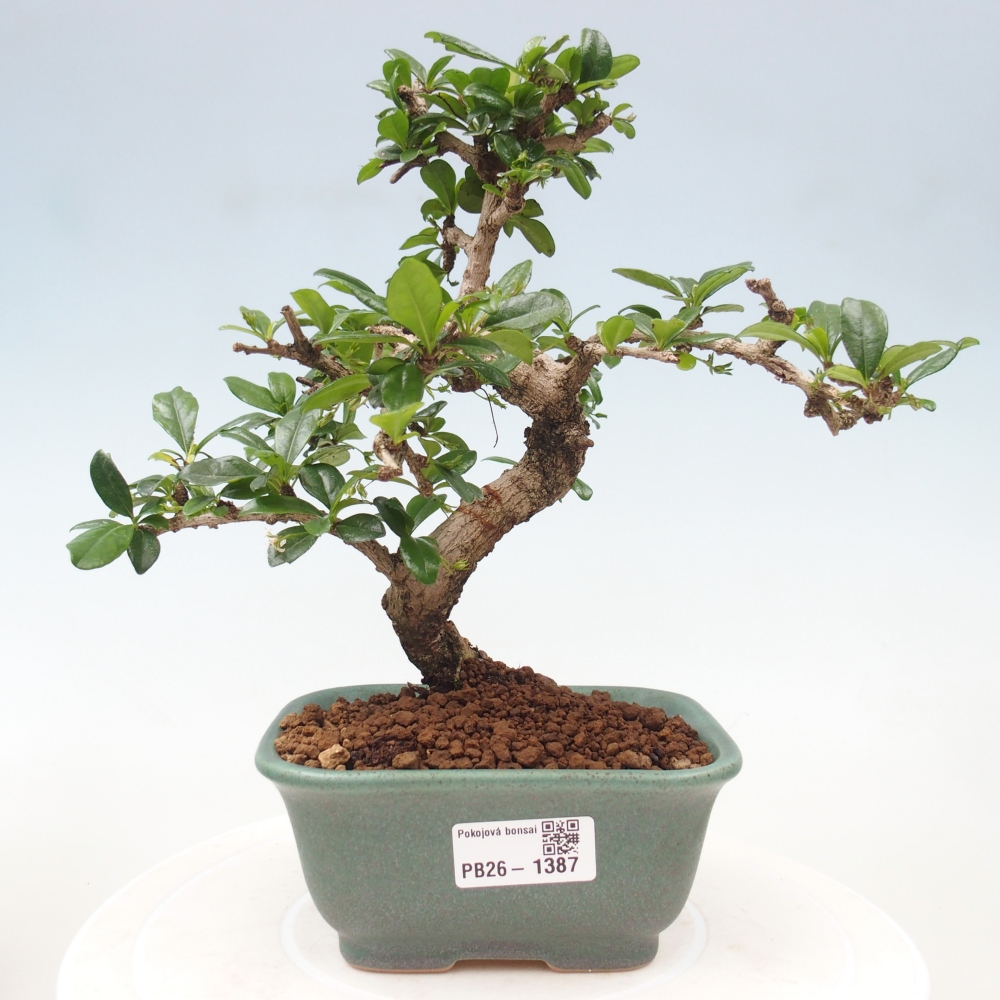 Szobai bonsai - Carmona macrophylla - Tea fuki