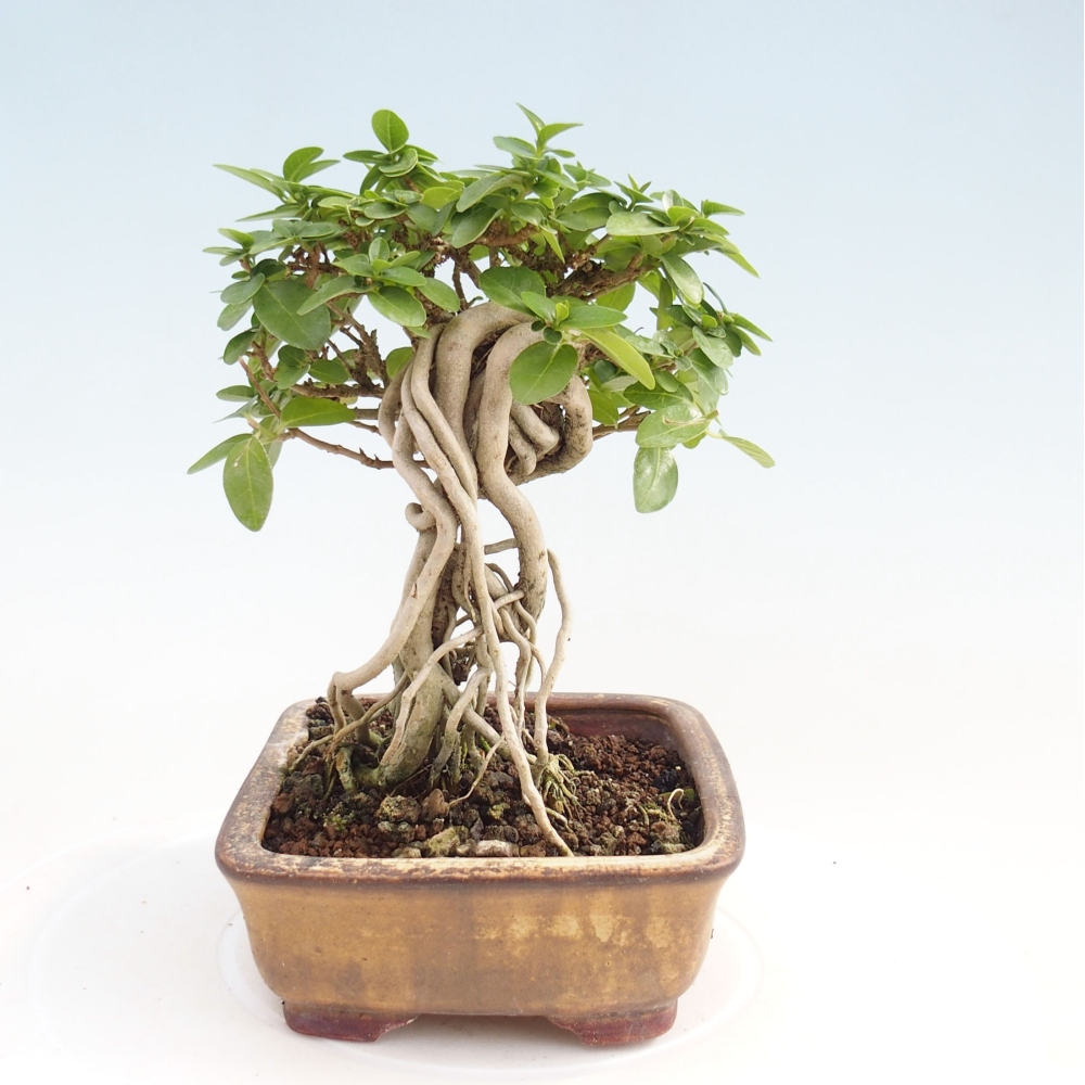 Beltéri bonsai - Premna serratifolia - Kozlovna malolista