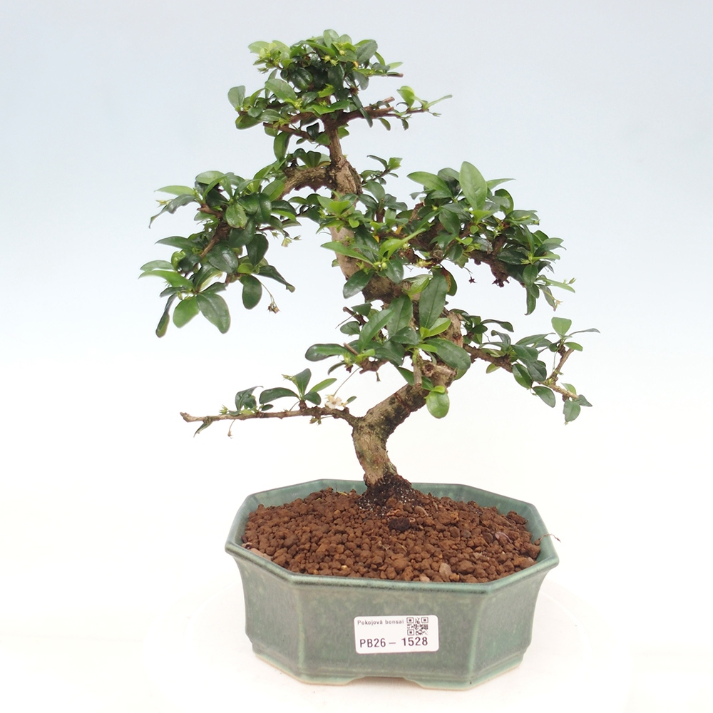 Szobai bonsai - Carmona macrophylla - Tea fuki