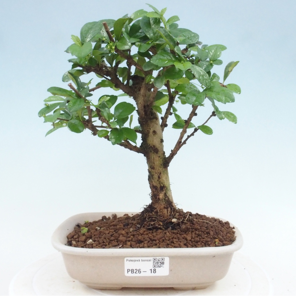 Szobai bonsai - Carmona macrophylla - Tea fuki