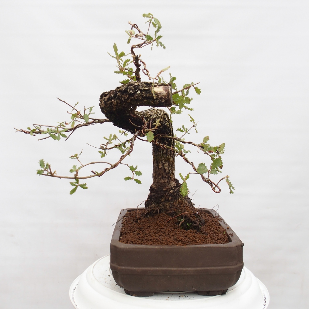 Yamadori - Quercus Ilex - Tölgy magyal