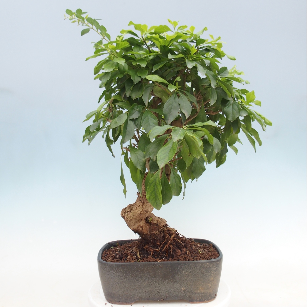 Szobai bonsai - Duranta repens -Duranta