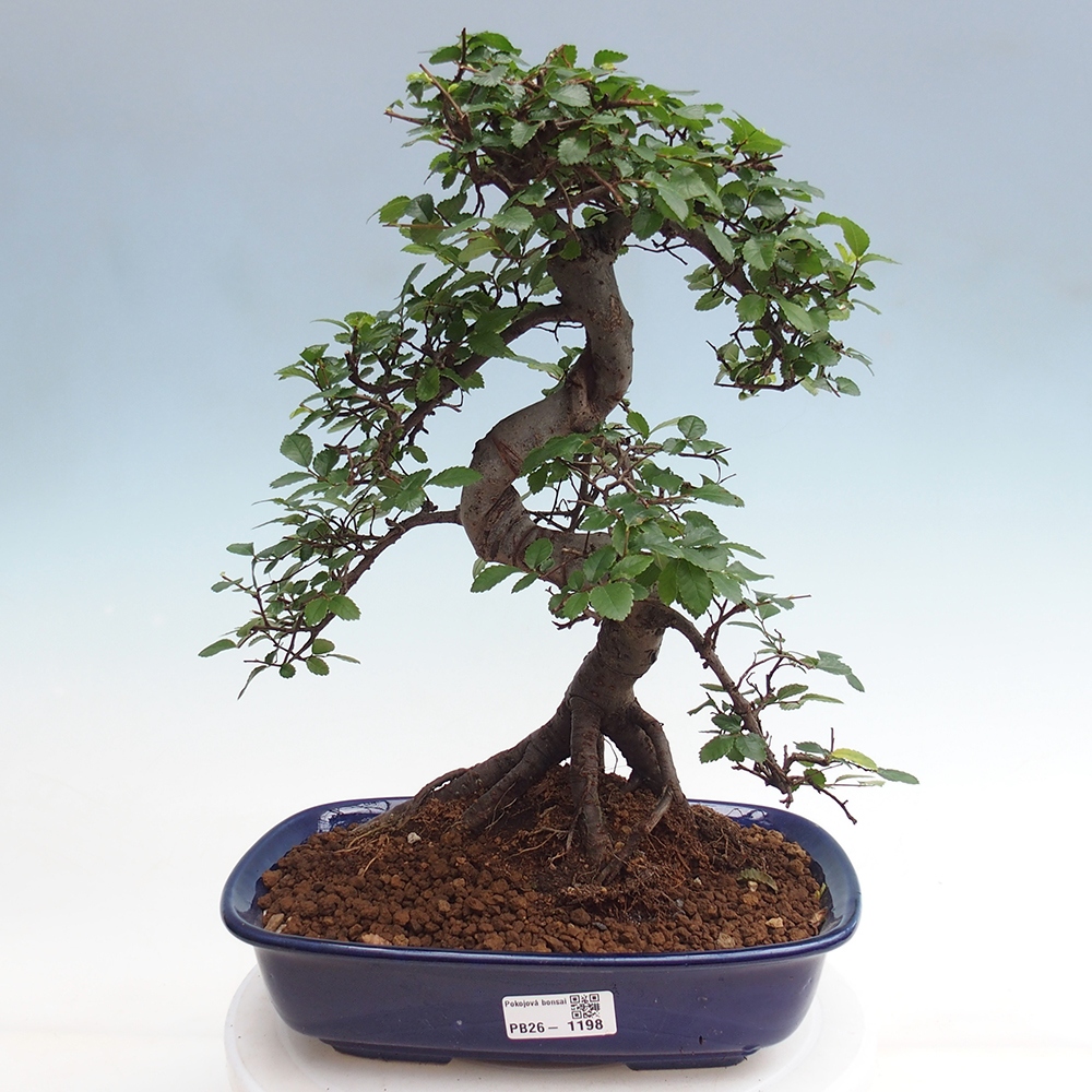 Szobai bonsai - Ulmus parvifolia - Kislevelű szilfa