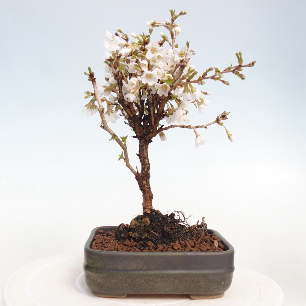 Kültéri bonsai - Prunus incisa Kojou-no mai-Plivon kivágva