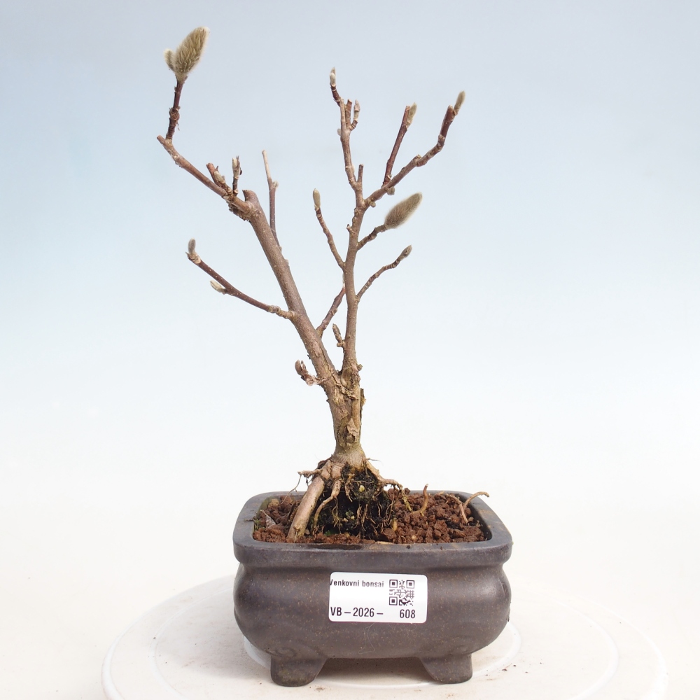 Kültéri bonsai - Magnolia stellata