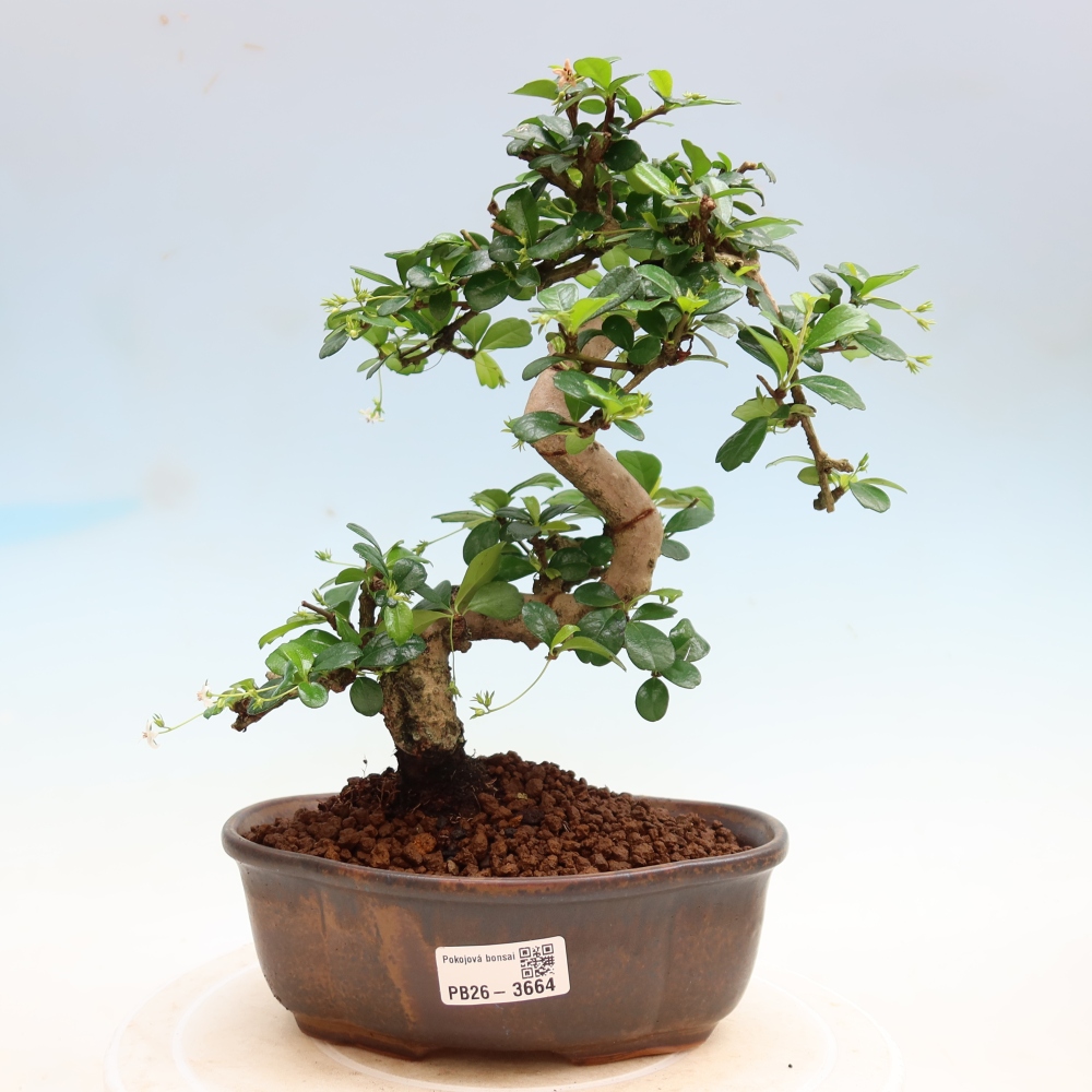 Szobai bonsai - Carmona macrophylla - Tea fuki