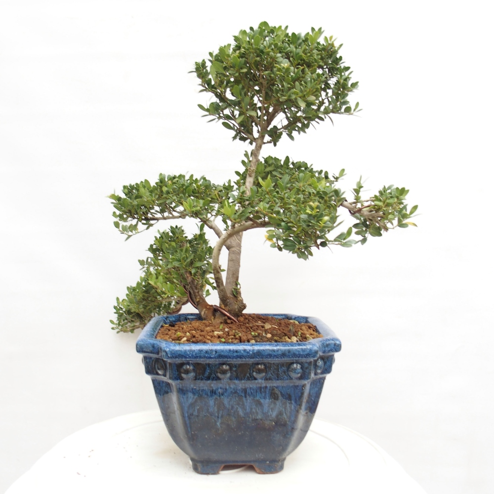 Szobai bonsai - Ilex crenata - Holly