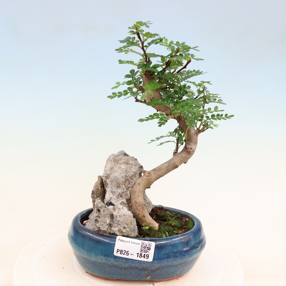 Szobai bonsai - Zantoxylum piperitum - borsfa