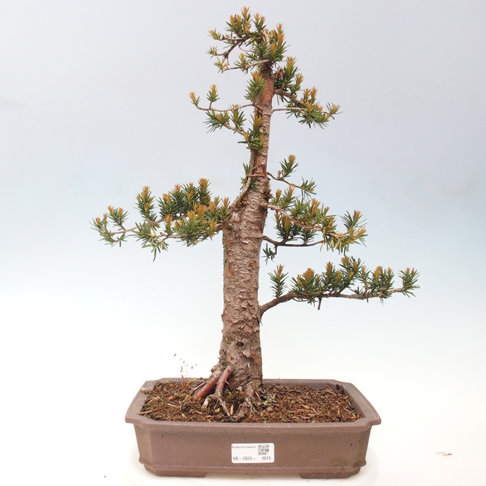 Kültéri bonsai - Taxus cuspidata - japán tiszafa