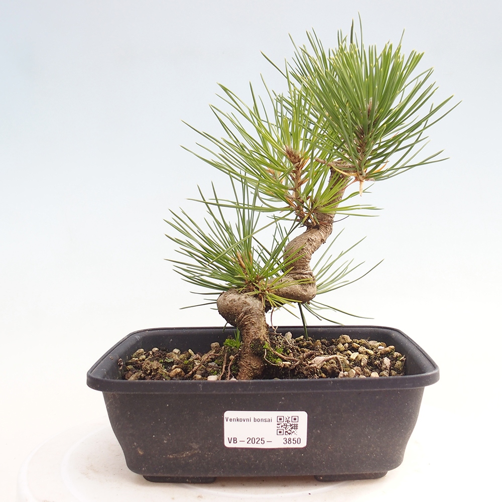 Kültéri bonsai - Pinus thunbergii - Thunberg fenyő