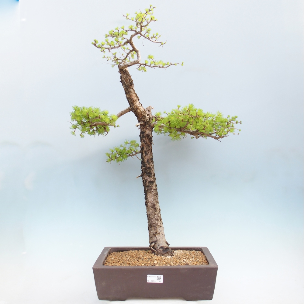 Kültéri bonsai - Larix decidua - vörösfenyő
