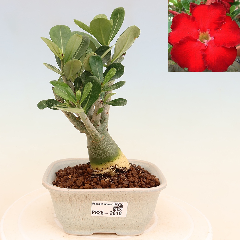 Szobabonsai – Adenium obesum Red Star – Sivatagi rózsa