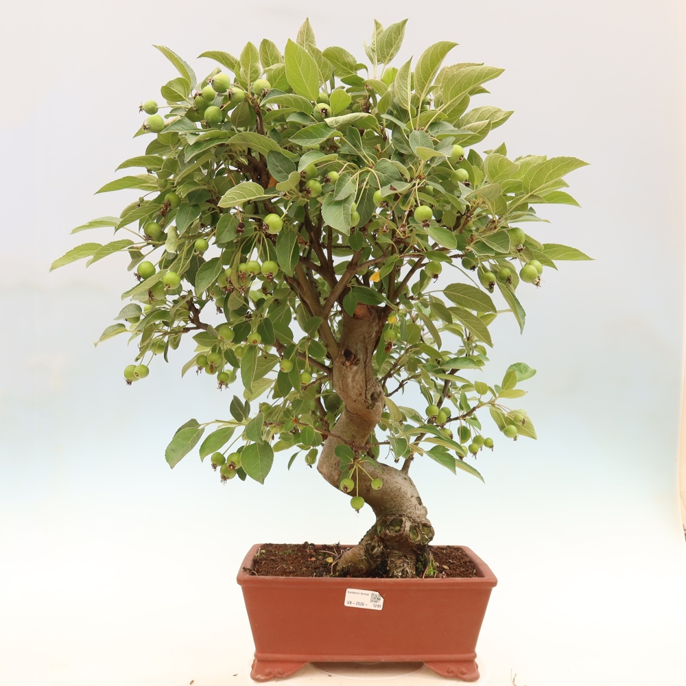 Kültéri bonsai -Malus halliana - Kis gyümölcsű almafa