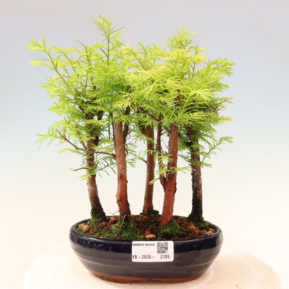 Kültéri bonsai – Metasequoia glyptostroboides – kínai metasequoia – kis erdő
