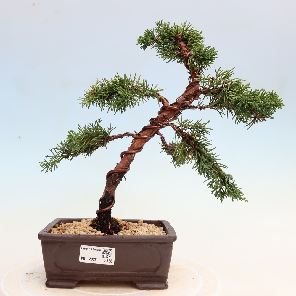 Kültéri bonsai - Juniperus chinensis Kishu