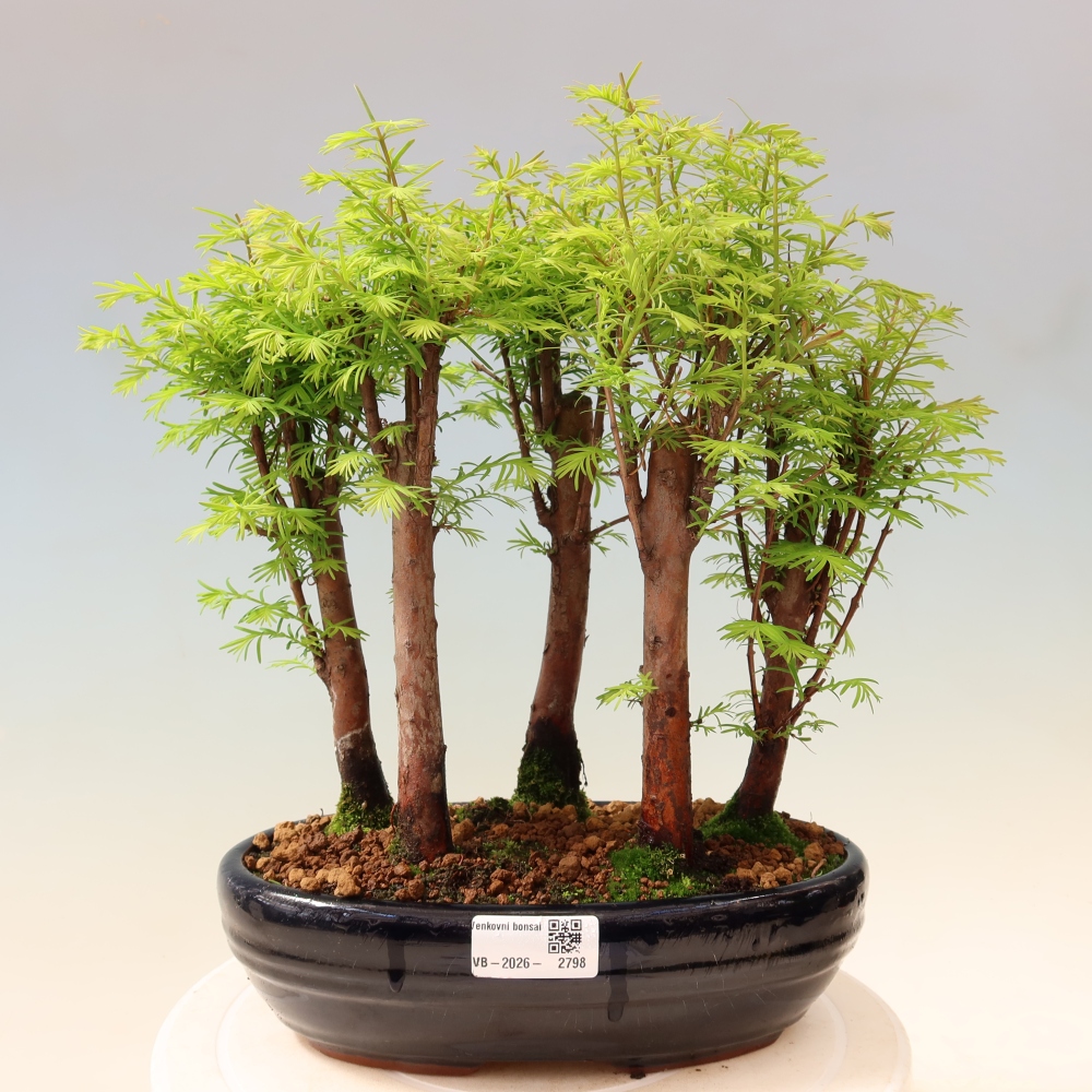 Kültéri bonsai – Metasequoia glyptostroboides – kínai metasequoia – kis erdő
