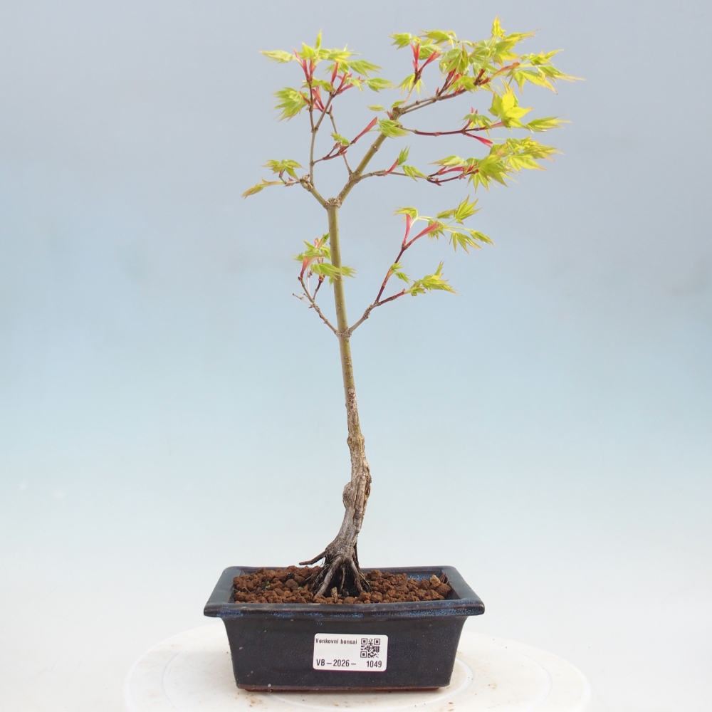 Acer palmatum Aureum - Arany juhar