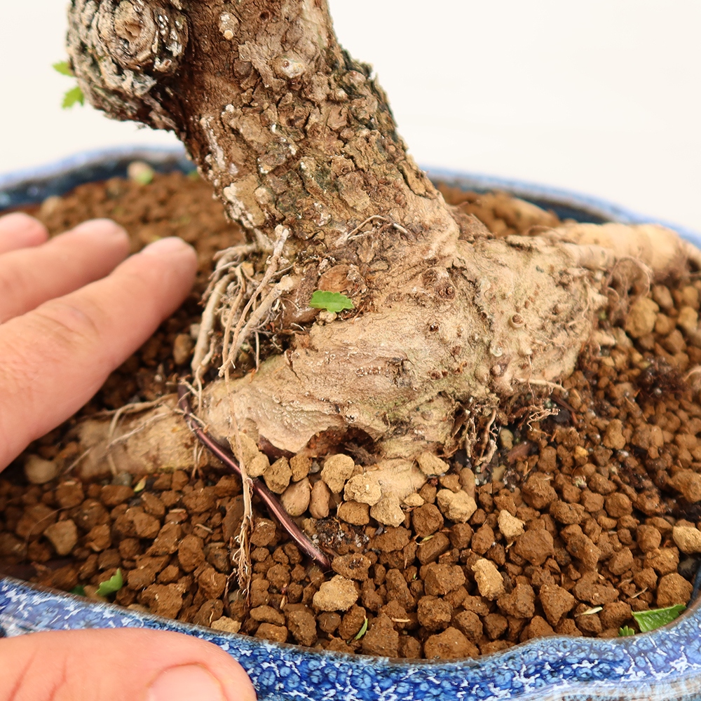 Kültéri bonsai - Zelkova - Zelkova NIRE