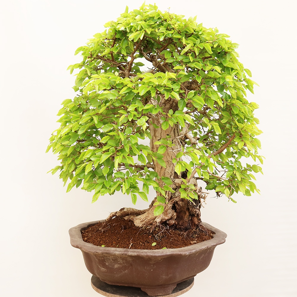 Kültéri bonsai -Carpinus Coreana - Koreai gyertyánfa