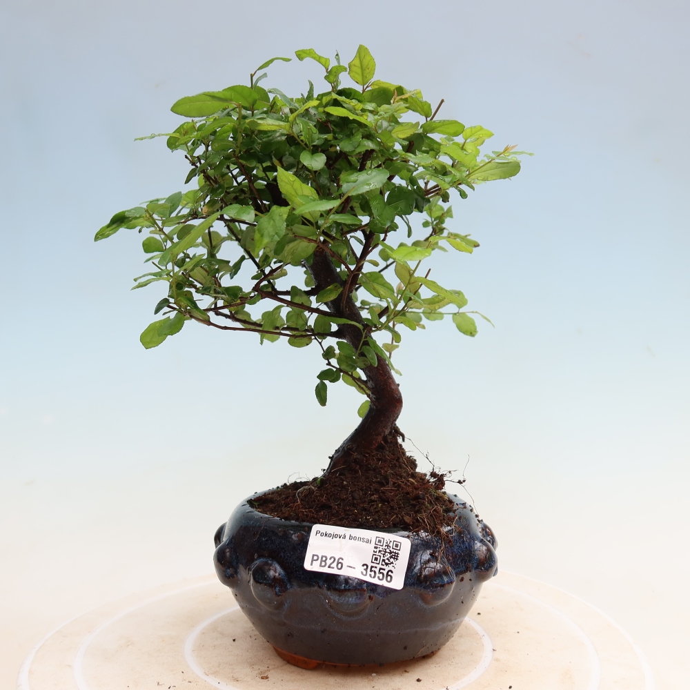Szobai bonsai - Sageretia thea - Sageretia thea