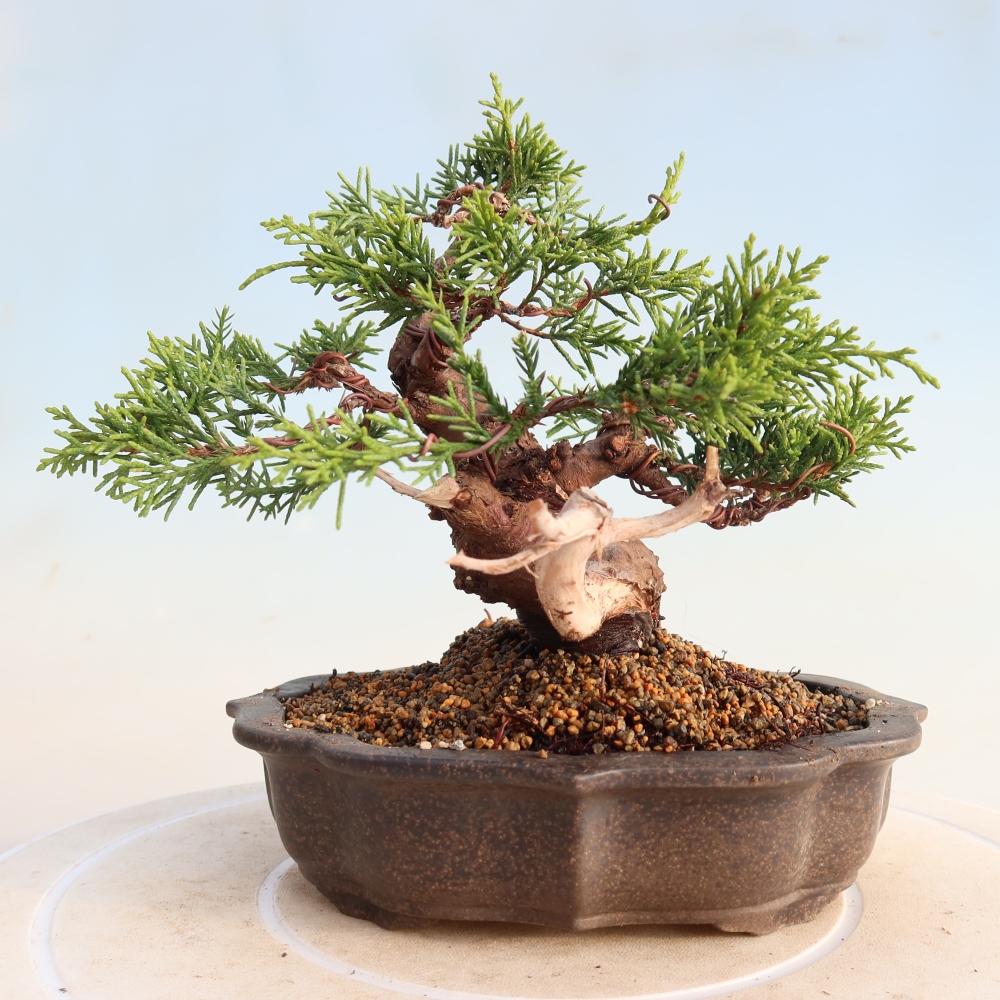 Kültéri bonsai - Juniperus chinensis Itoigawa