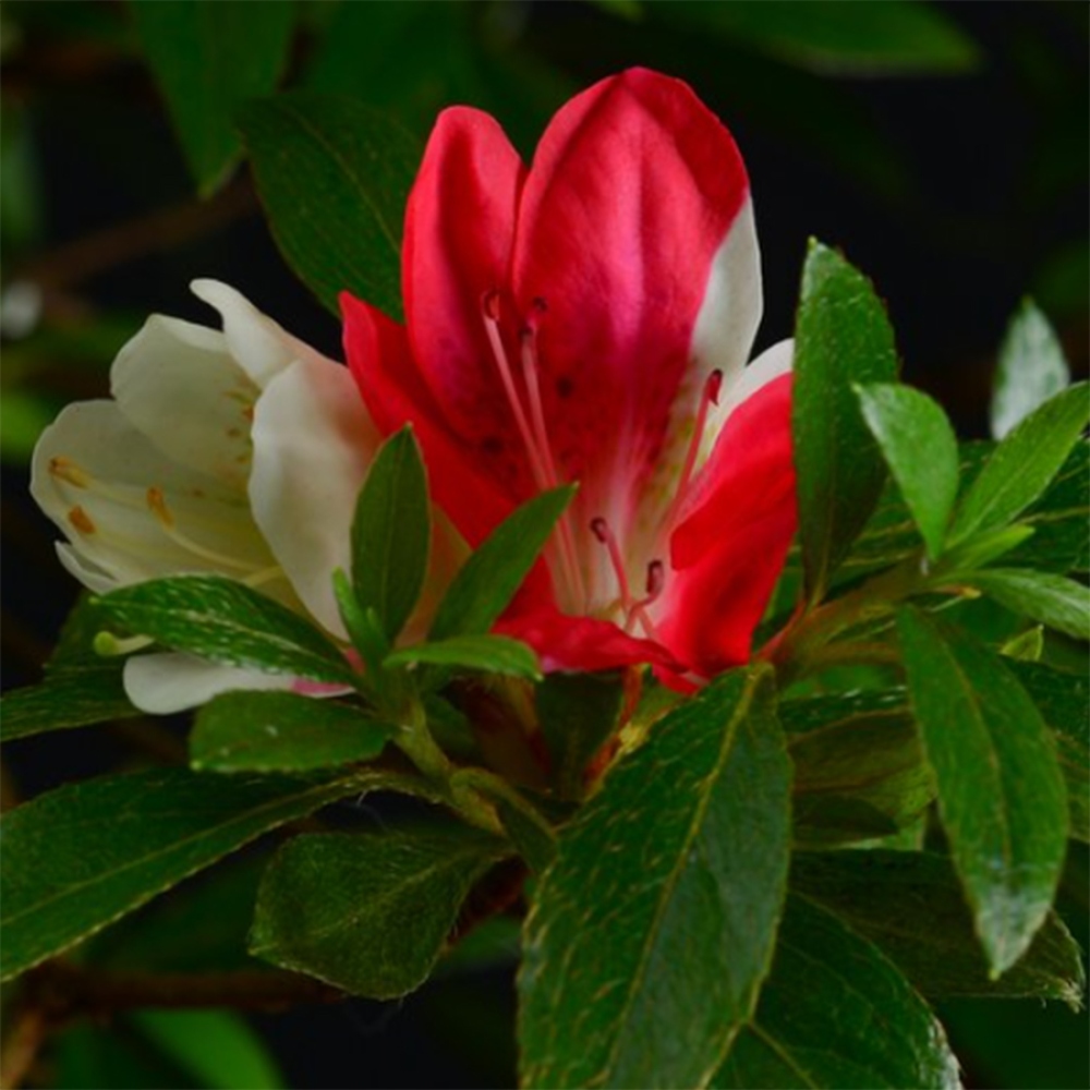 Kültéri bonsai - Japán azálea - Azalea Senhime